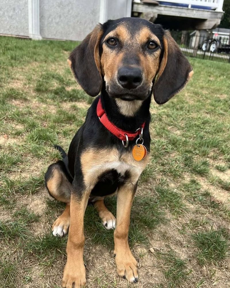 Black And Tan Coonhound