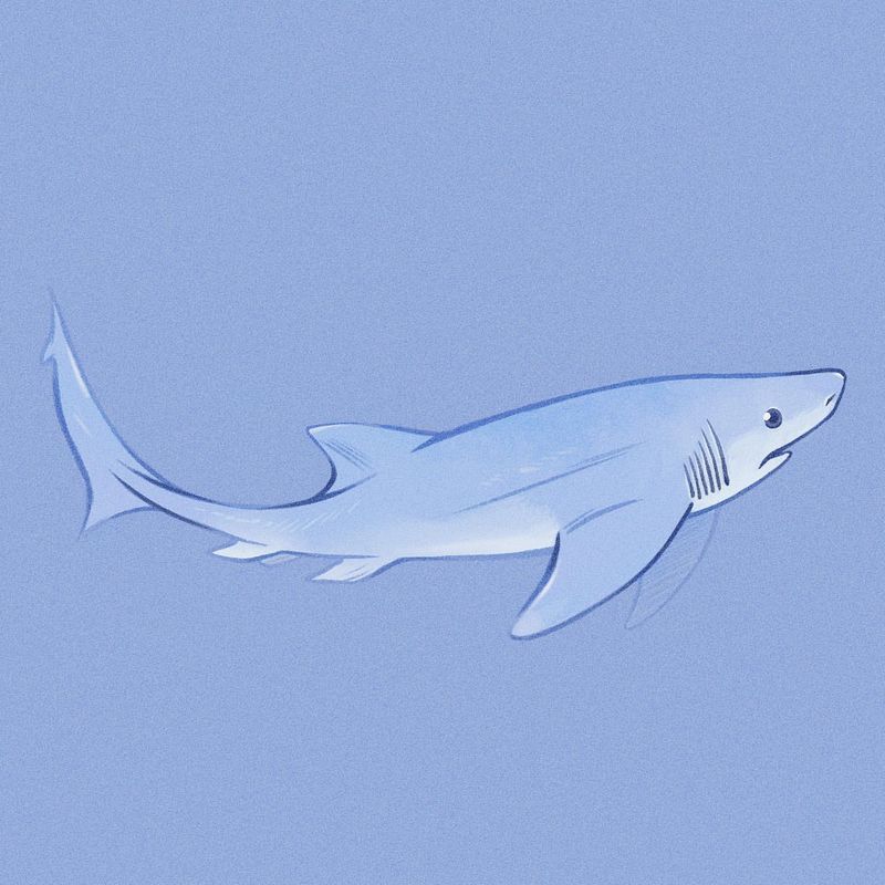 Bluntnose Sixgill Shark