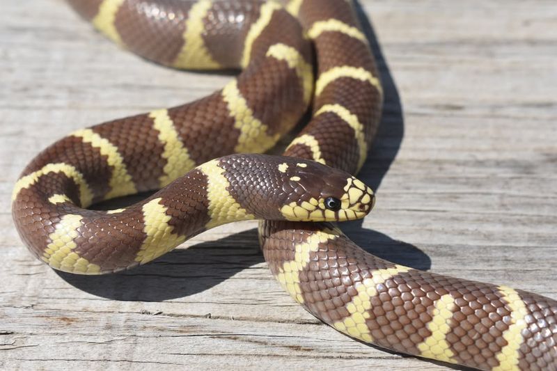 California King Snake