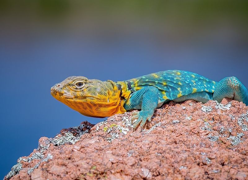 Eastern Collared Lizard