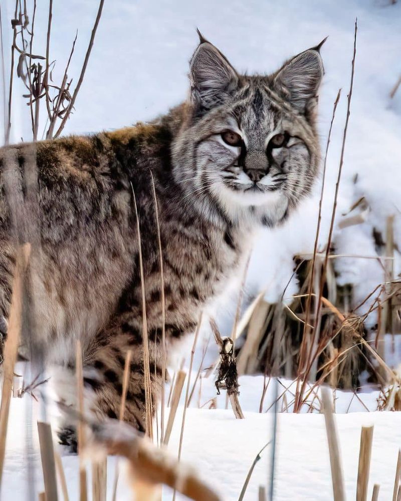 Bobcats