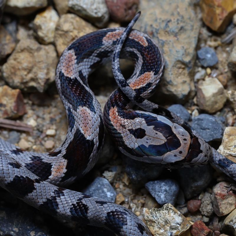 Corn Snake