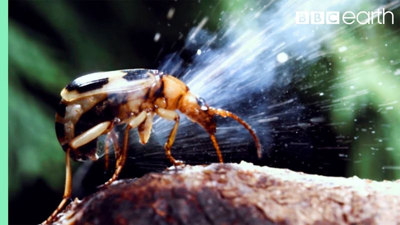 Bombardier Beetle
