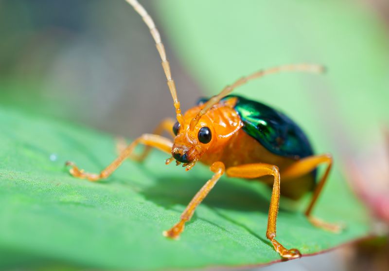 Bombardier Beetles
