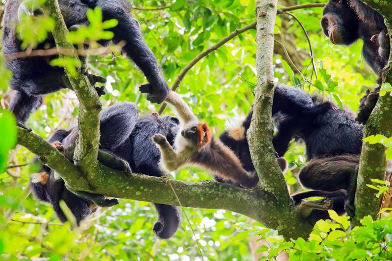 Bonobos