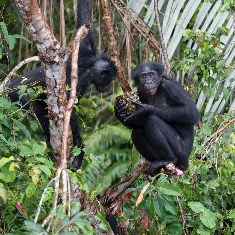 Bonobos