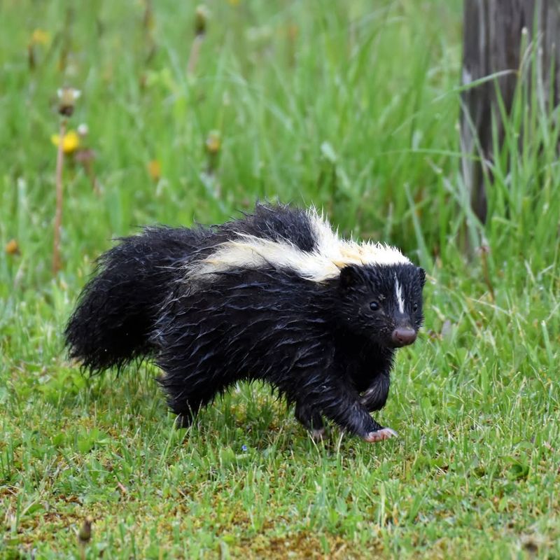 How Hibernation Helps Animals Survive Harsh Winters