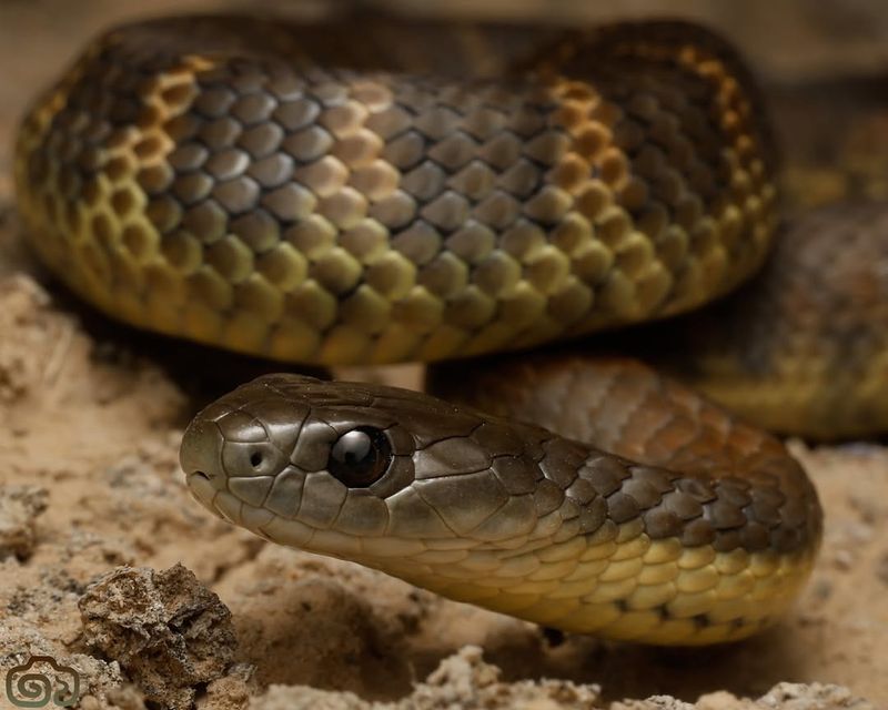 Tiger Snake