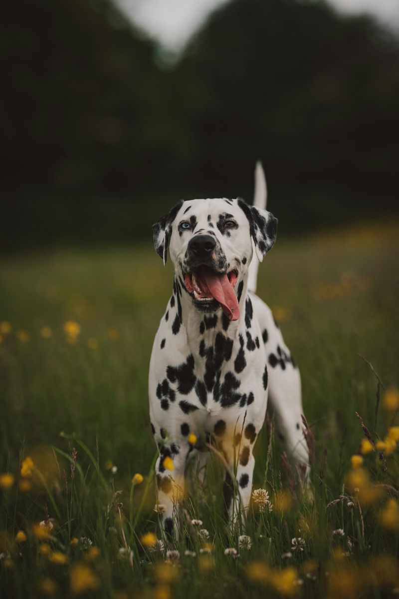 Dalmatians