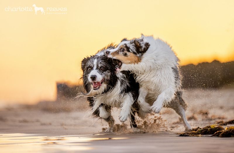 Border Collie