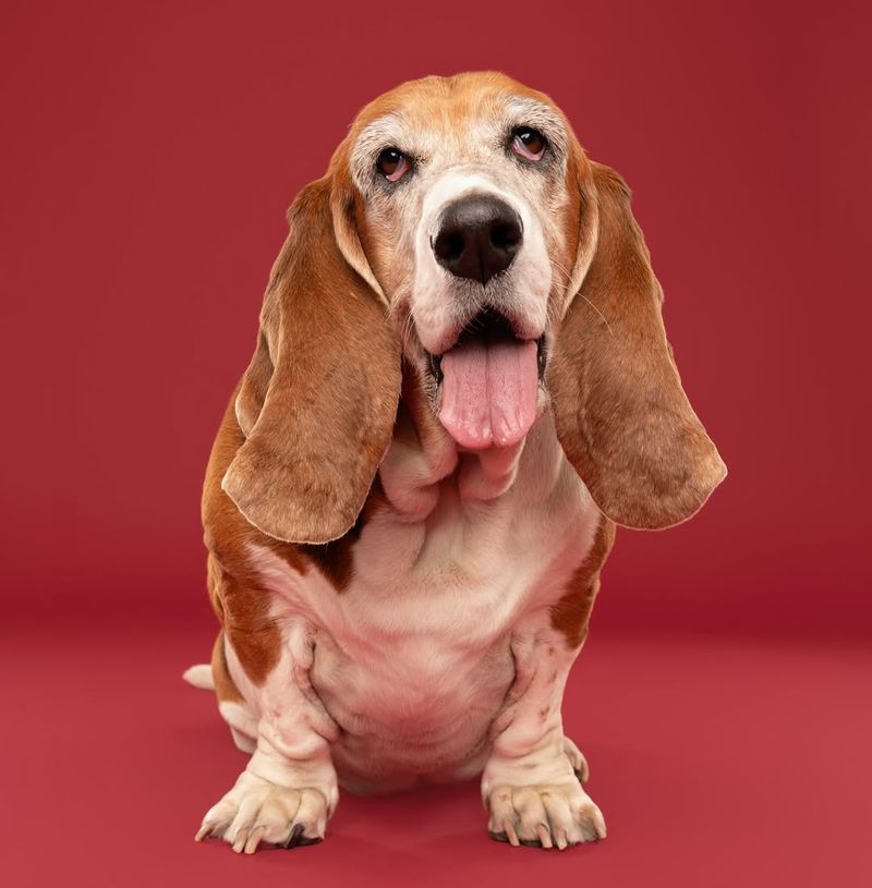 Basset Hound