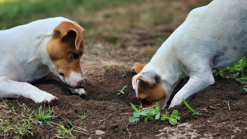 Jack Russell Terrier