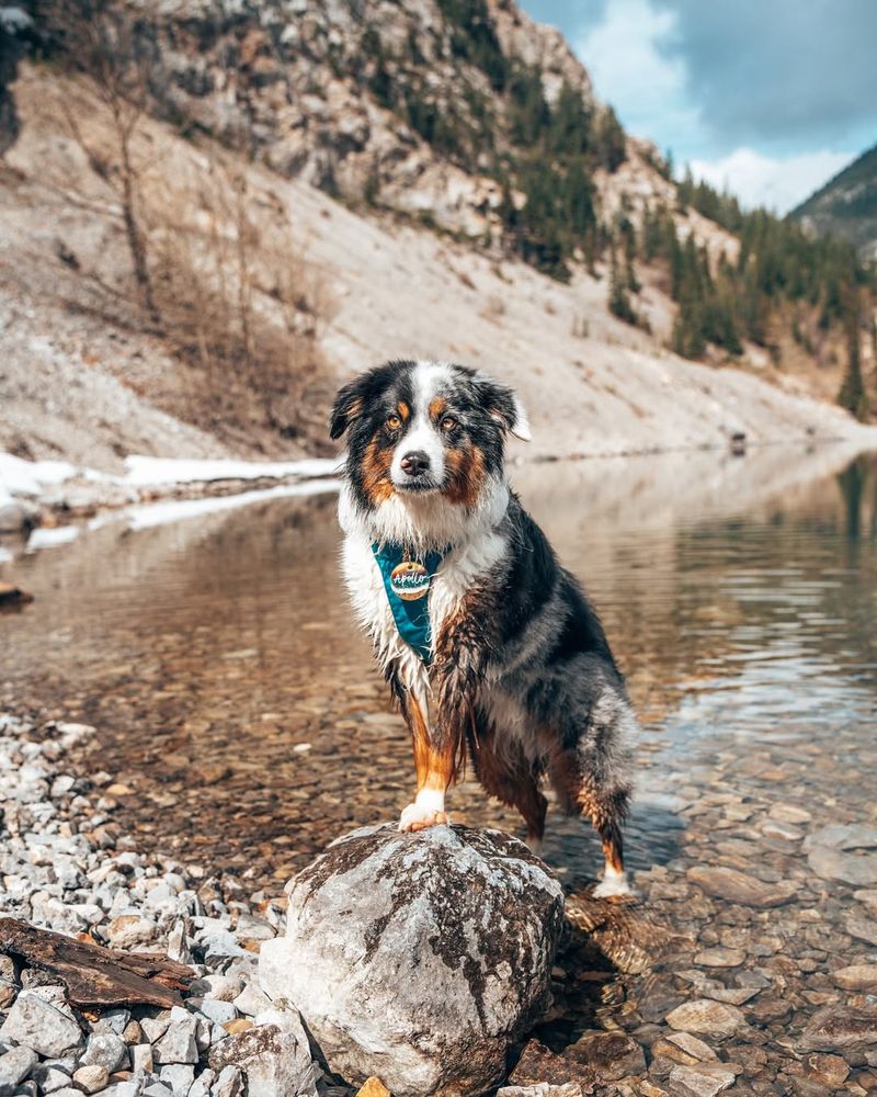 Australian Shepherd