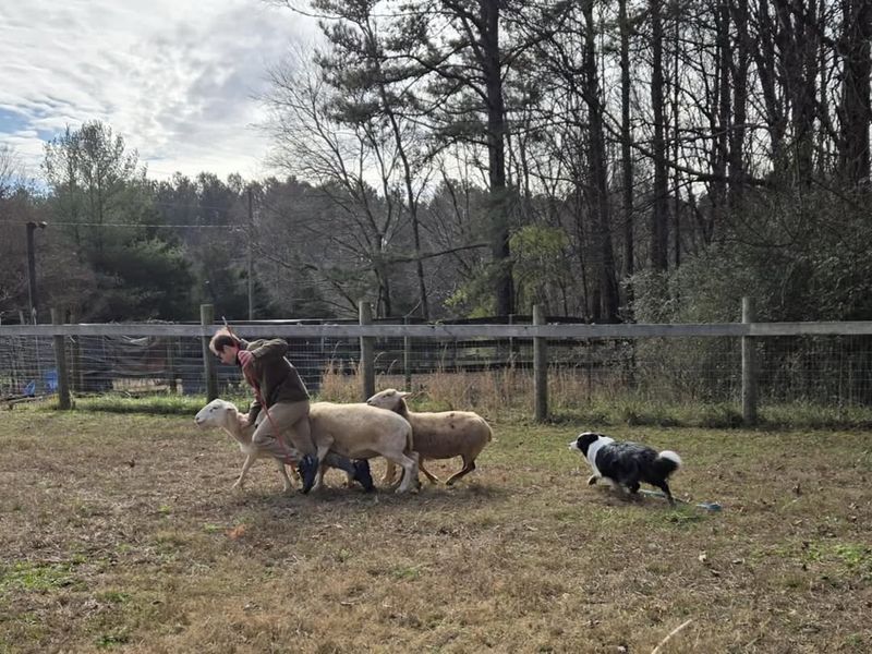 Border Collie