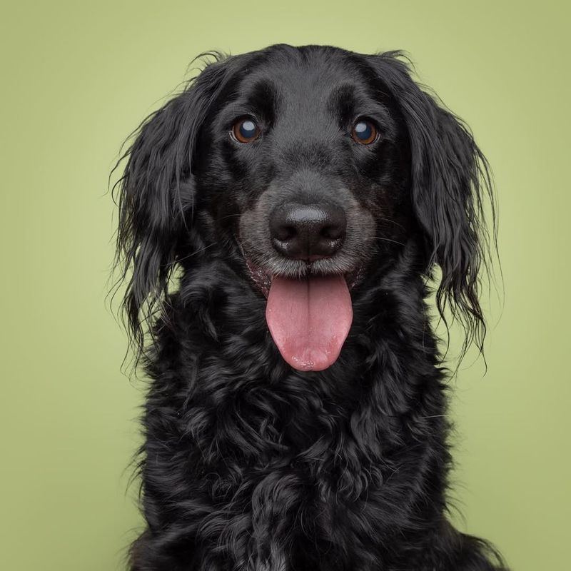 Cocker Spaniel