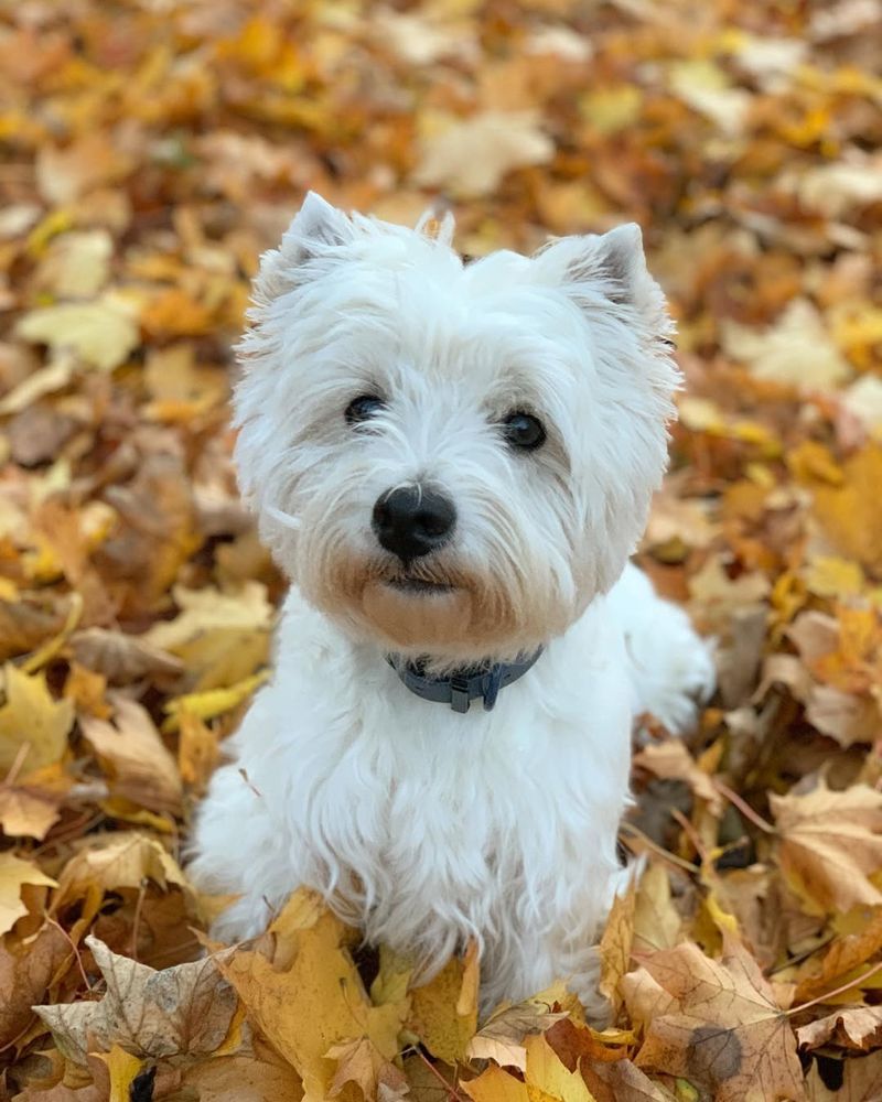 West Highland White Terrier