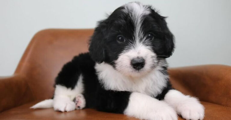 Bordoodle: Dog Breed Characteristics & Care