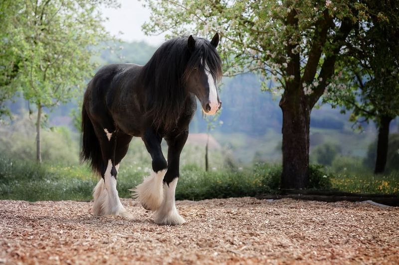 Shire Horses: The Giants Of The Equine World