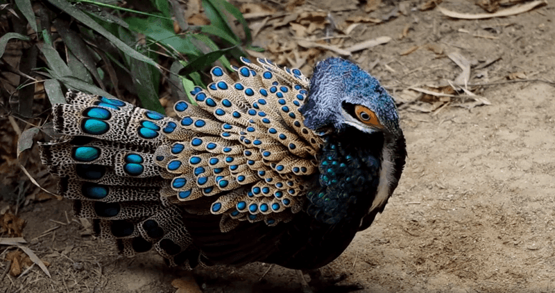 Bornean Peacock Pheasant