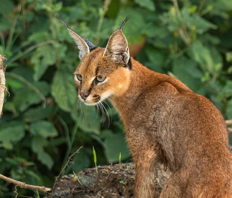 Caracal