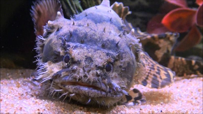 Freshwater Lionfish