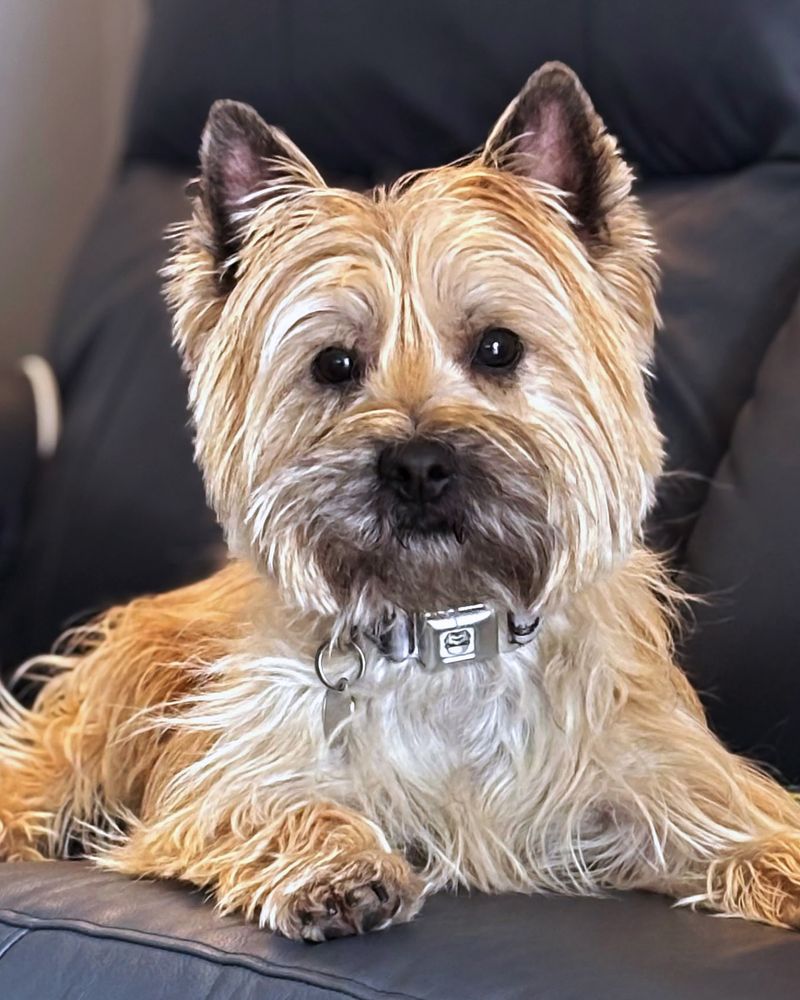 Cairn Terrier