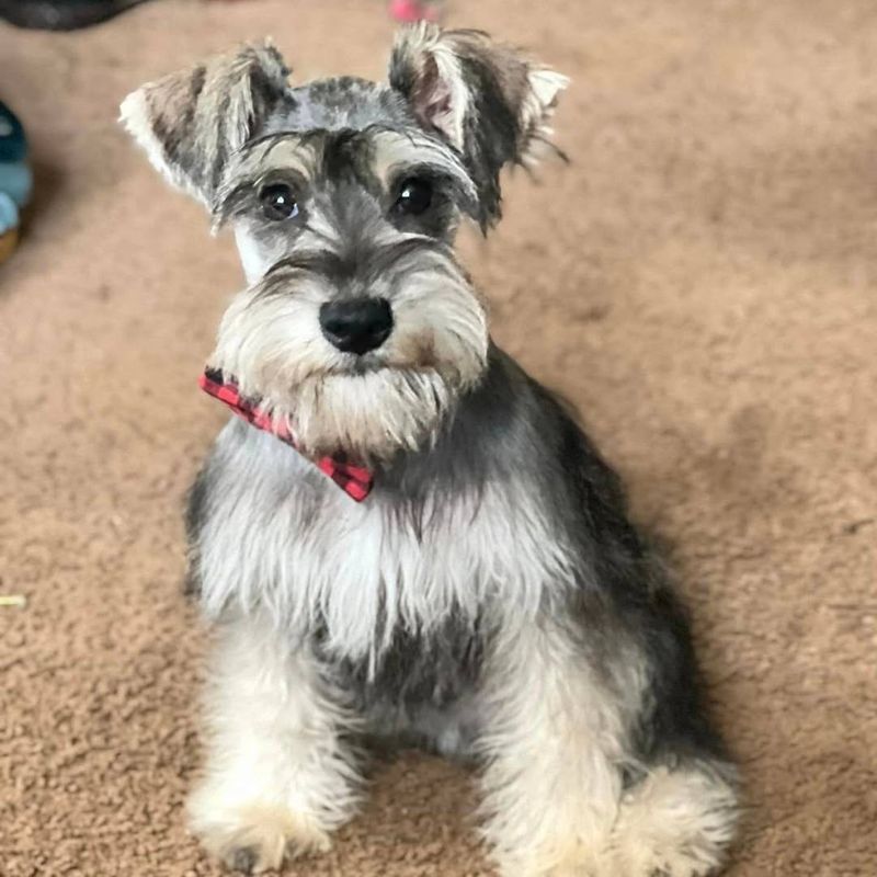 Miniature Schnauzer