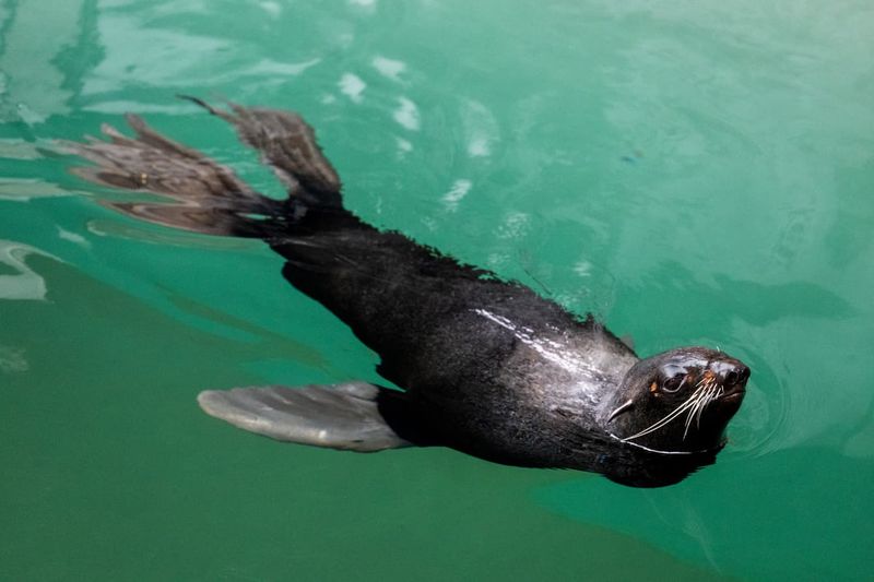 Northern Fur Seal