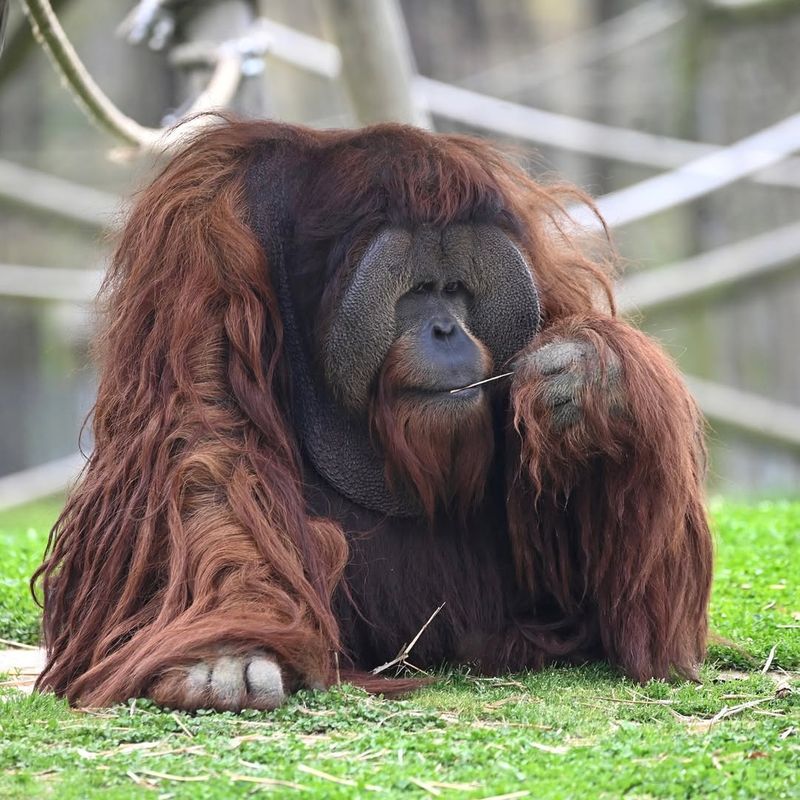 Orangutan