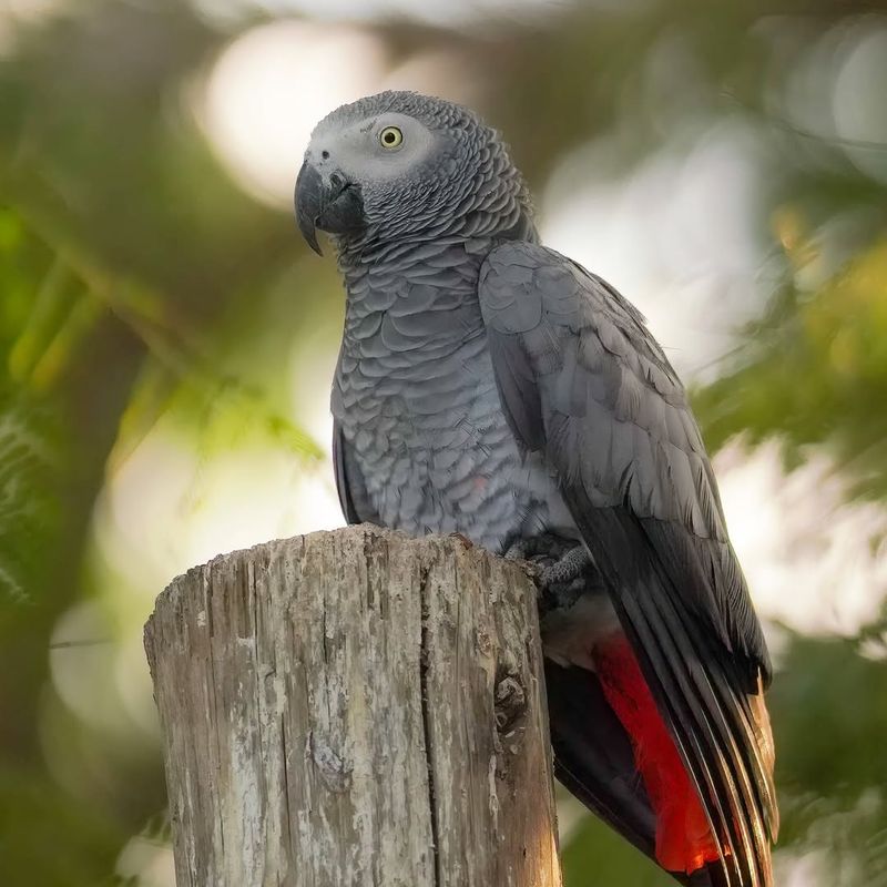 Timneh African Grey Parrot