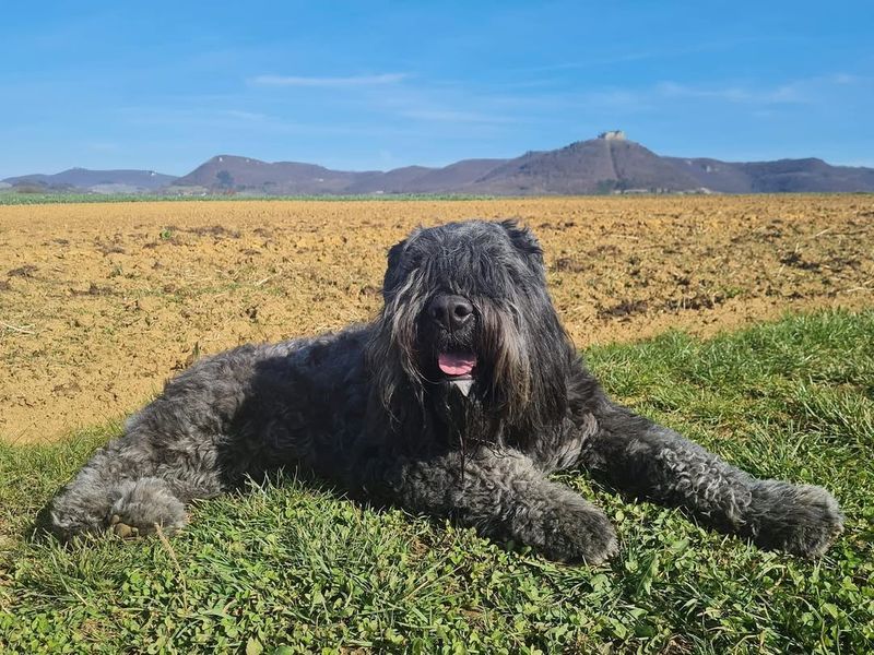 Bouvier Des Flandres