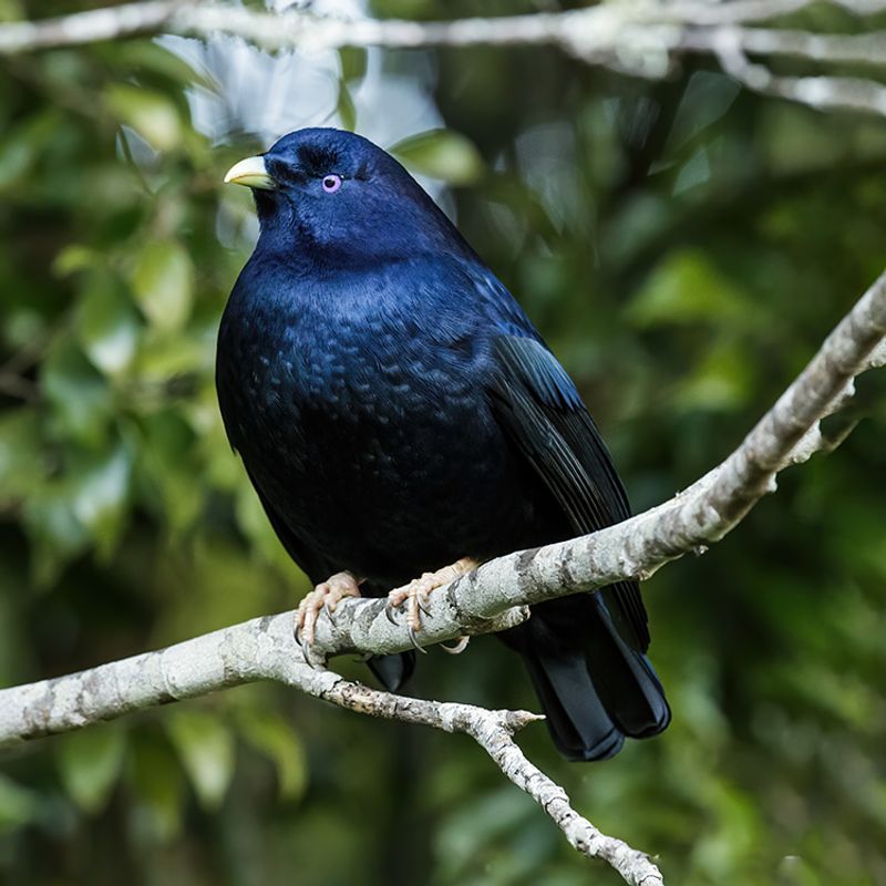 Bowerbird
