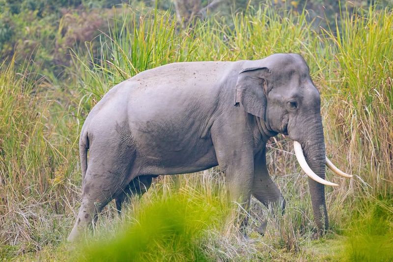 Asian Elephant