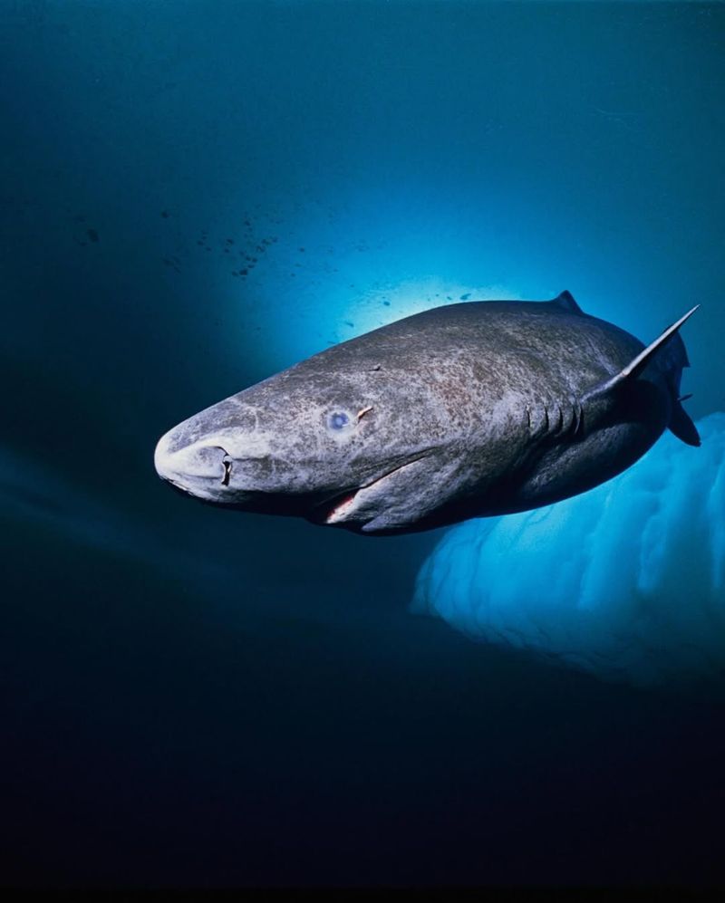 Greenland Shark