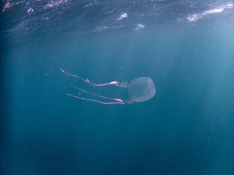 Box Jellyfish