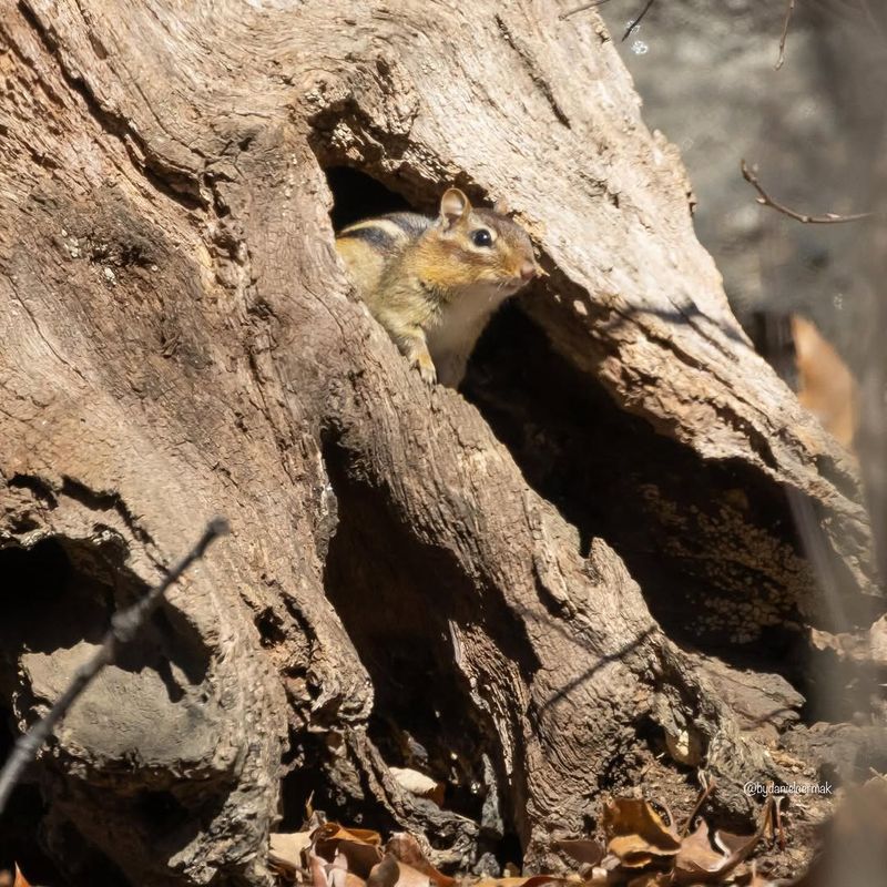 Chipmunks – Burrows Under Trees