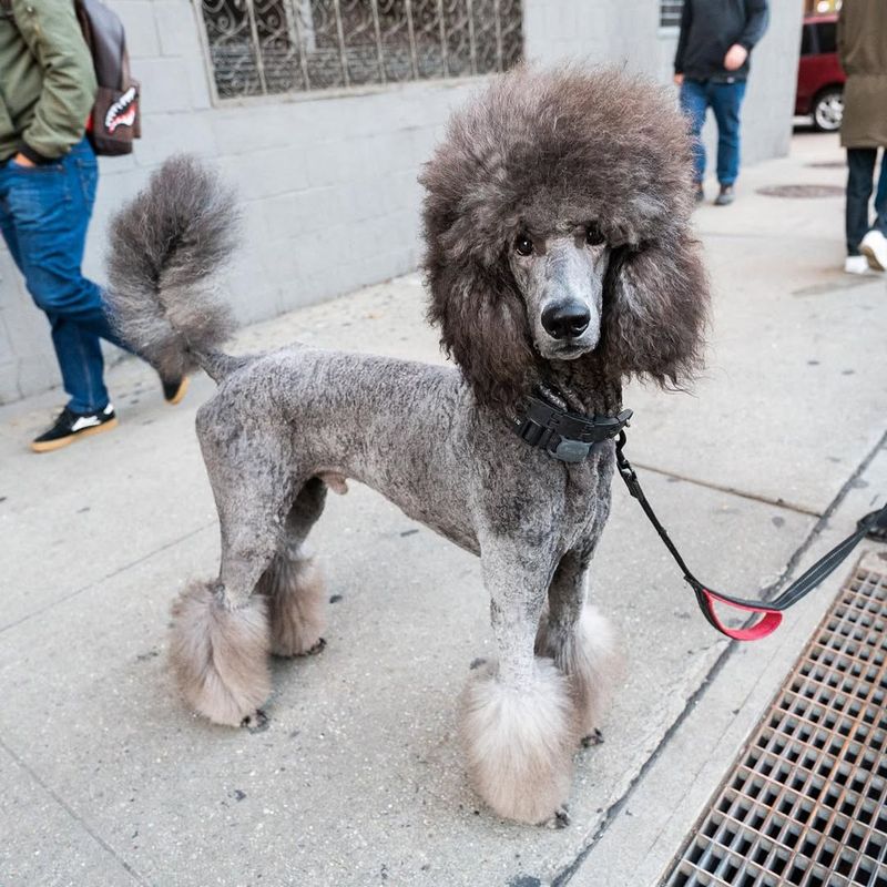 Standard Poodle