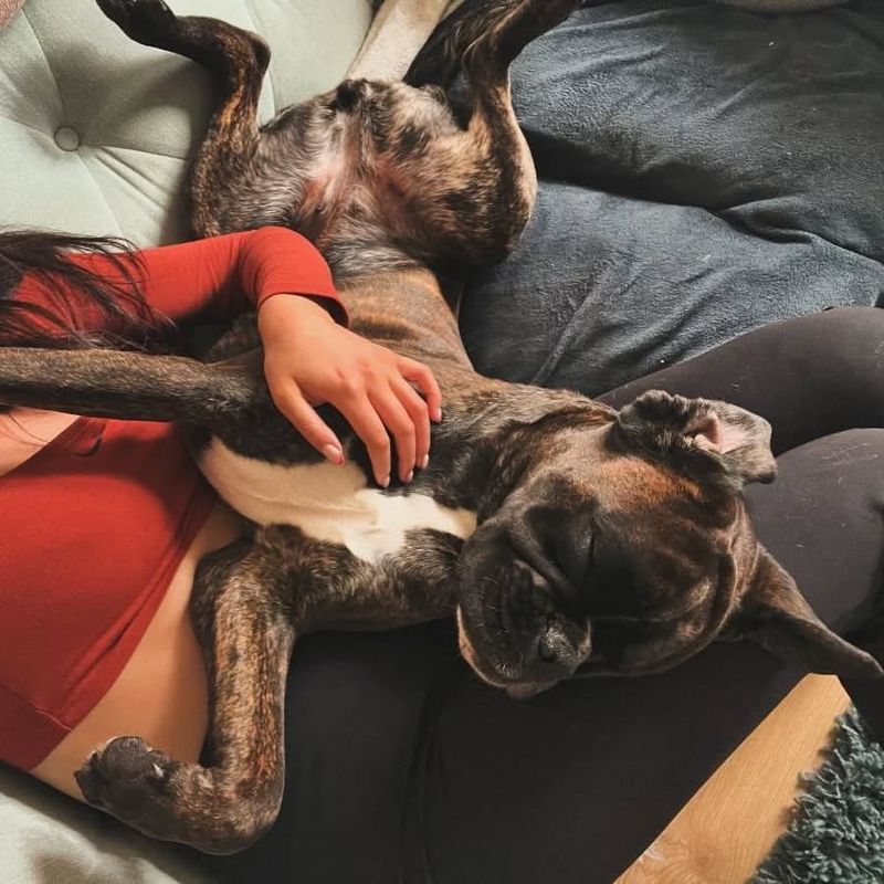 Boxer