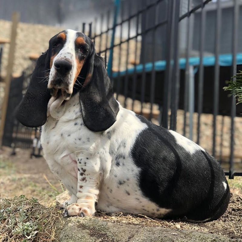 Basset Hound