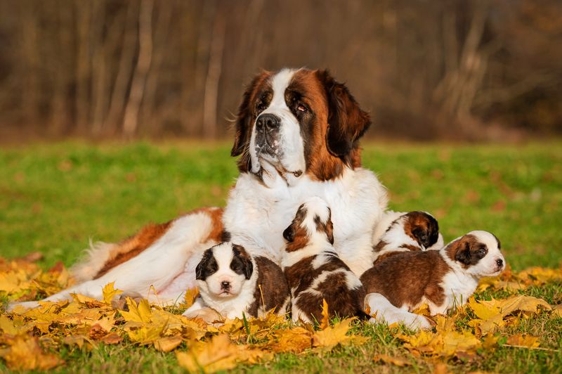 Saint Bernard