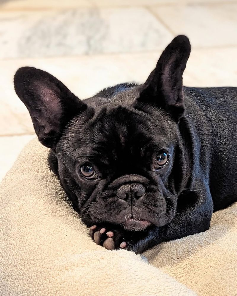 French Bulldog Symbolism