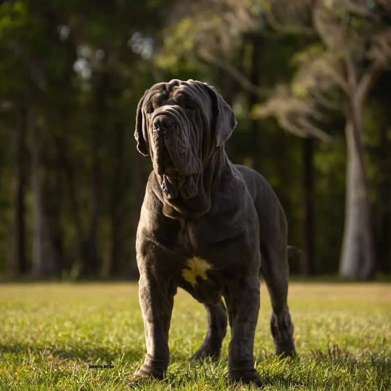 Neapolitan Mastiff