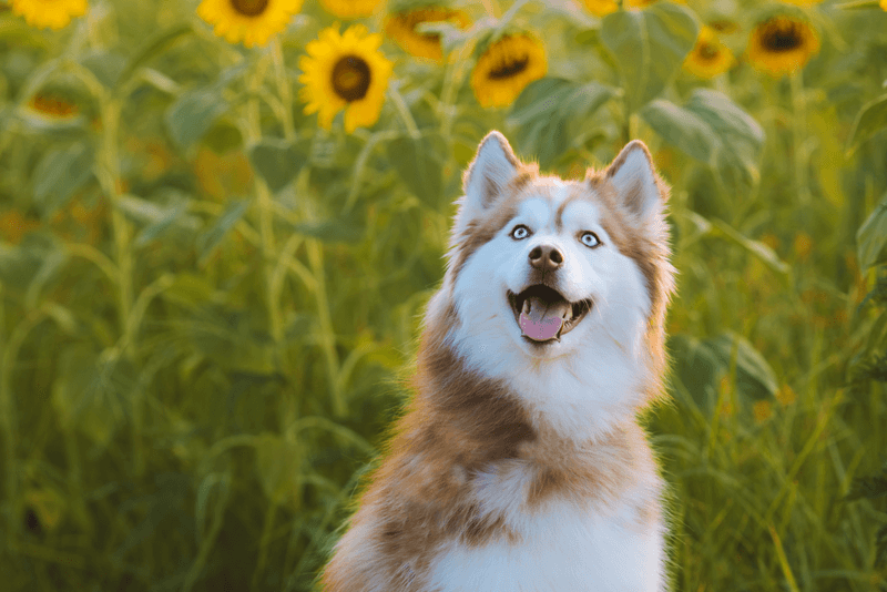 Siberian Husky