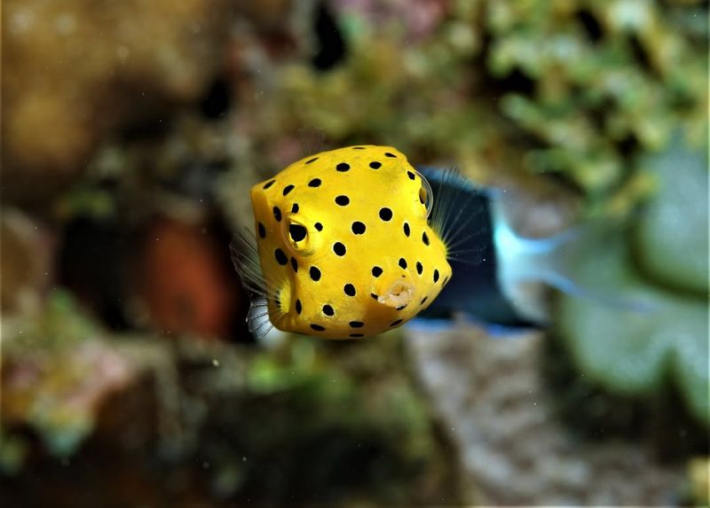 Boxfish