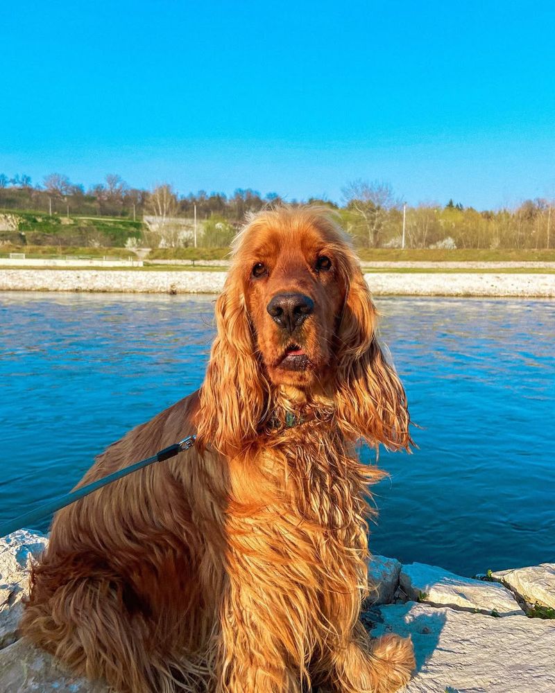 Cocker Spaniel