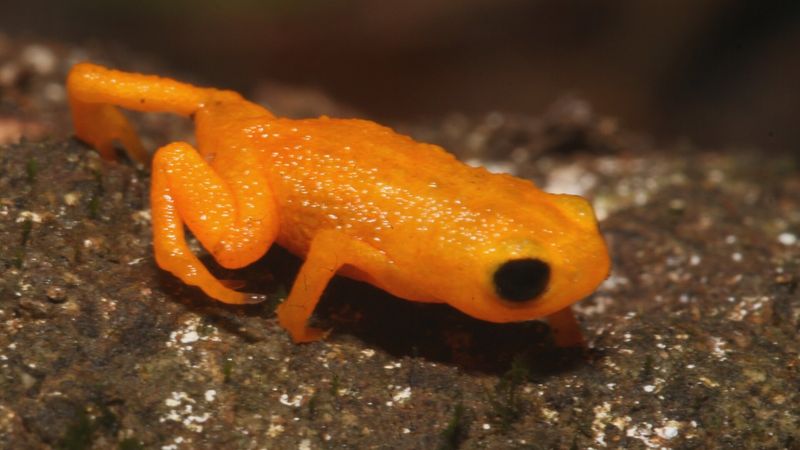 Brachycephalus dantei