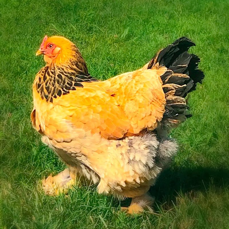 Brahma