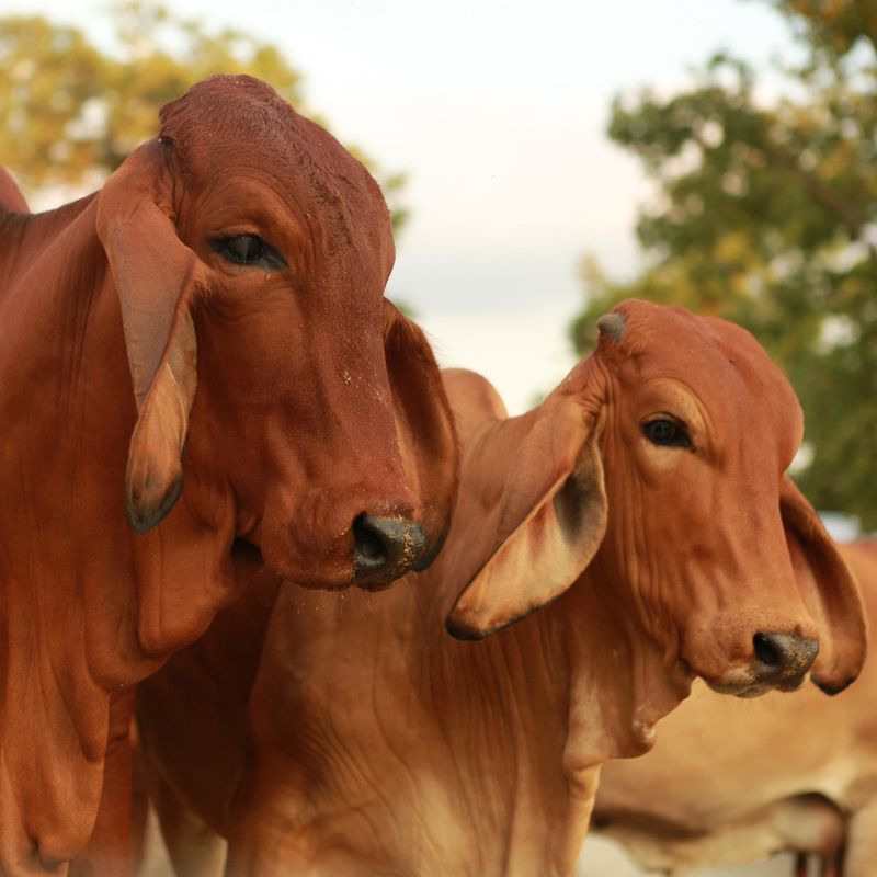 Brahman