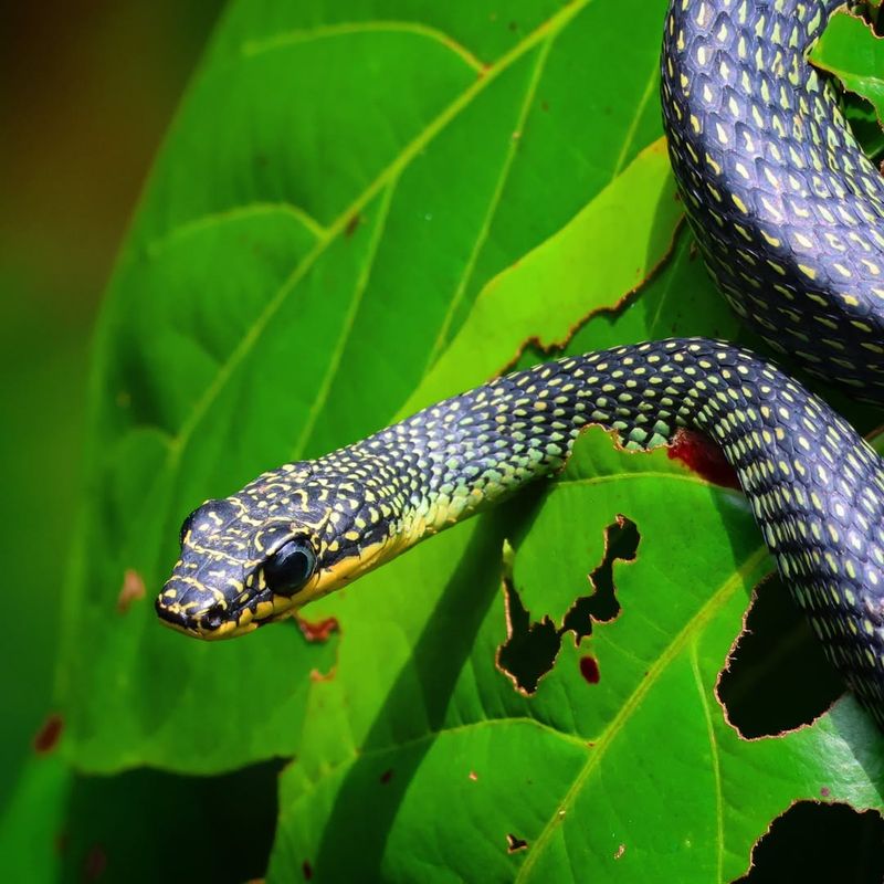 Paradise Tree Snake