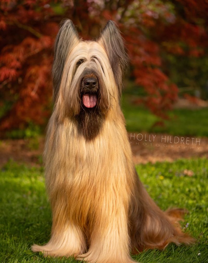 Briard